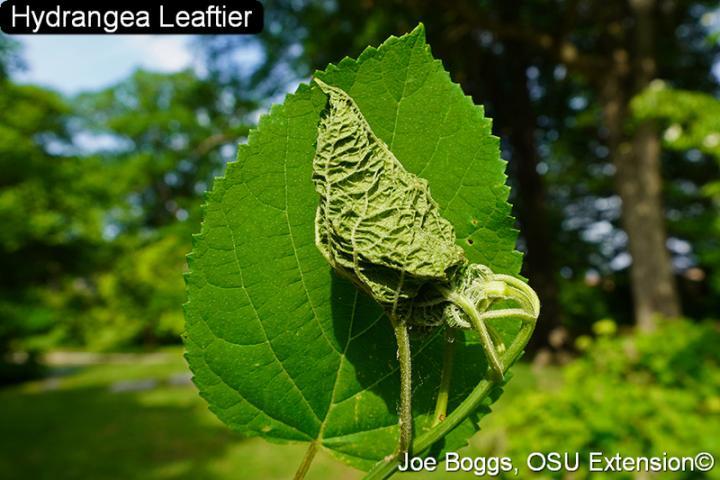  Hydrangea Leaftier Moth